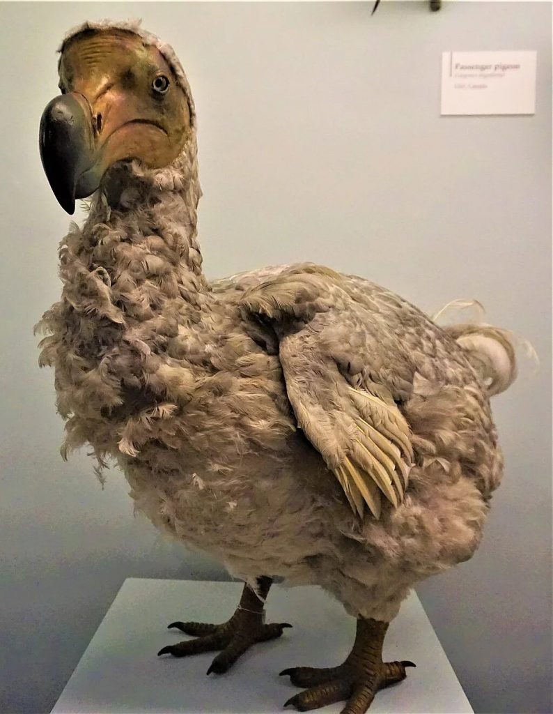 The Dodo